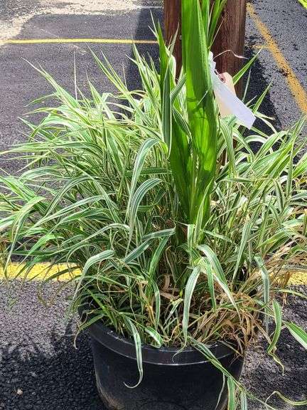 Ribbon Grass