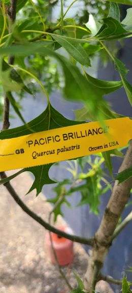 1) Pacific Brilliance
