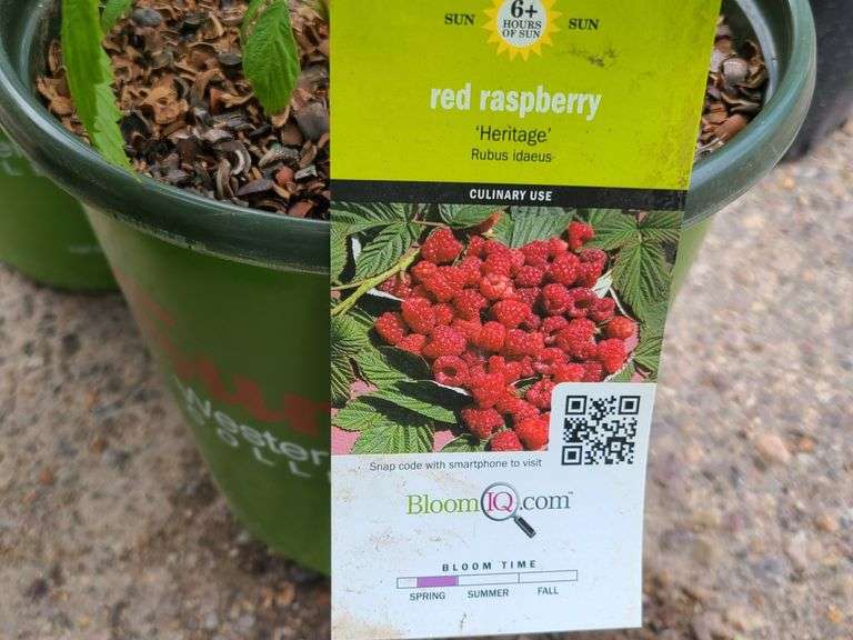 2) Raspberry