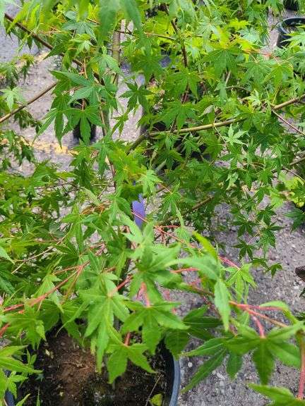 Japanese Maple