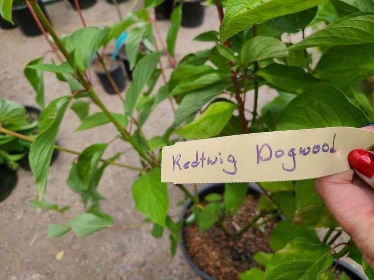 2) Redtwig Dogwood