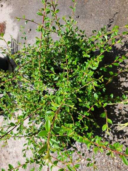 5) Cotoneaster Coral Beauty