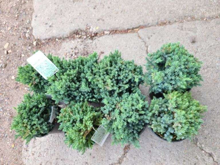 8) Blue Star Juniper