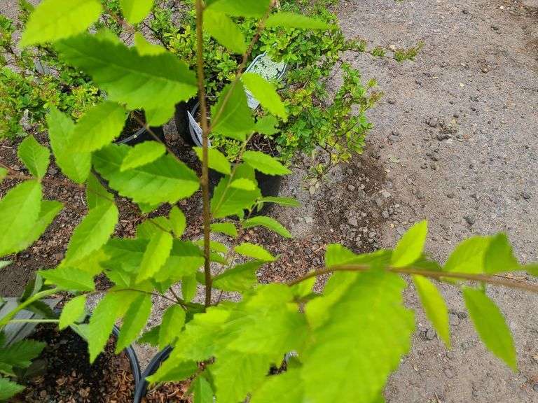2) Apache Thornless Blackberry