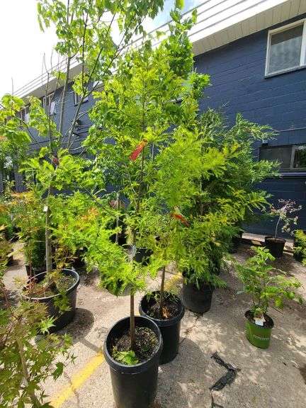 Bald Cypress