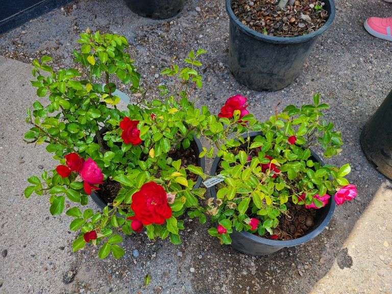 2) Rose Bush
