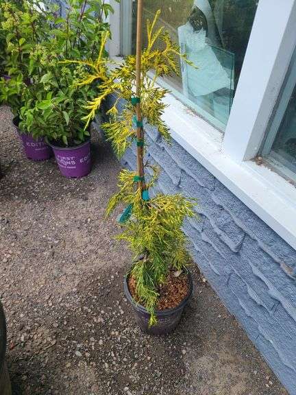 Lucky Find Western Red Cedar
