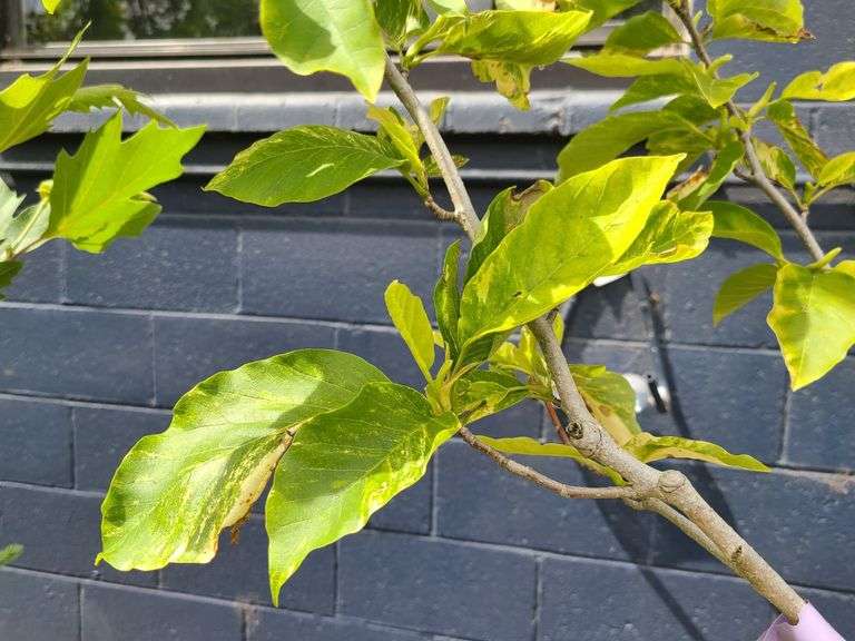 Variegated Magnolia