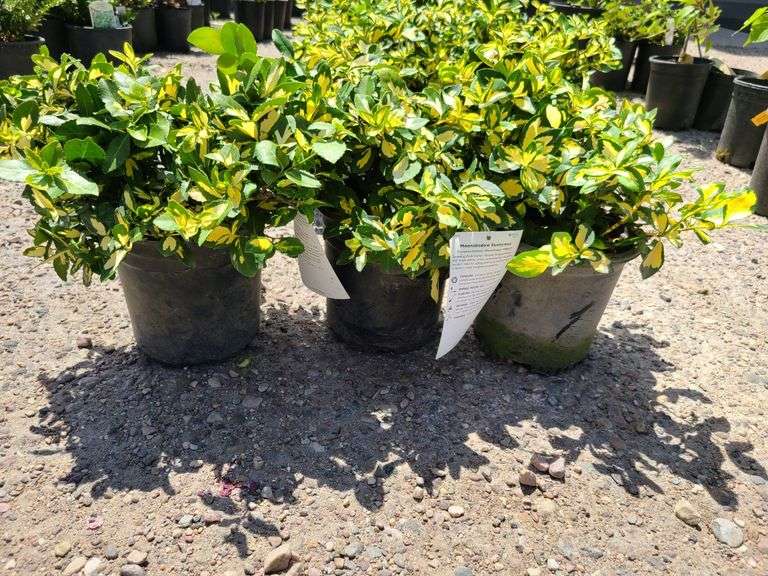3) Moonshadow Euonymus Shrubs