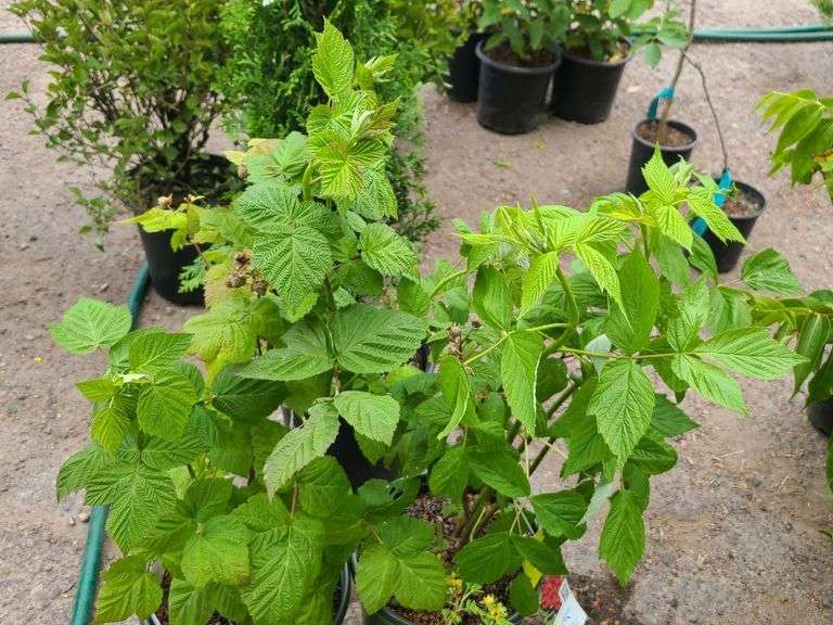 2) Raspberry