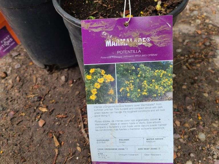 2) Marmalade Potentilla