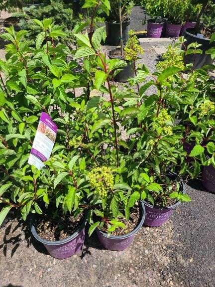 6) Berry White Hydrangeas