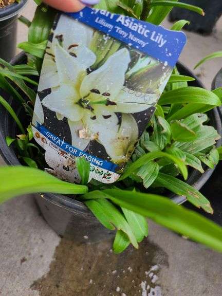 2) Hemerocallis Happy Returns, Dwarf Asiatic Lilly