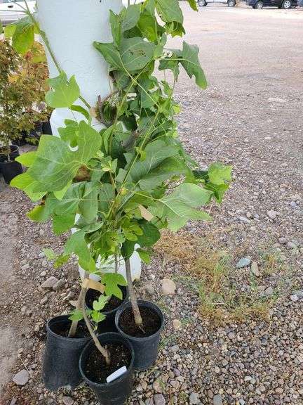 4) Tulip Tree