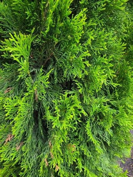 Emerald Green Arborvitae