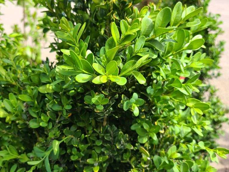 2) Bushes