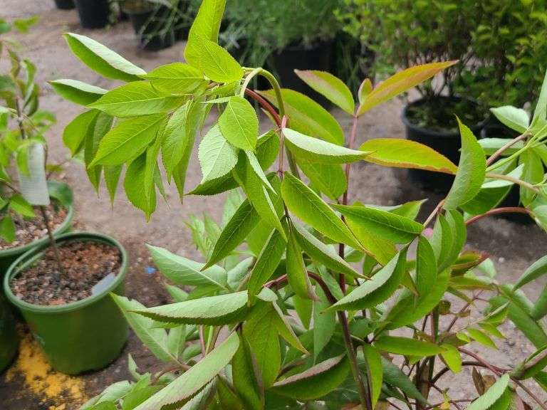 3) Bob Gordon Elderberry