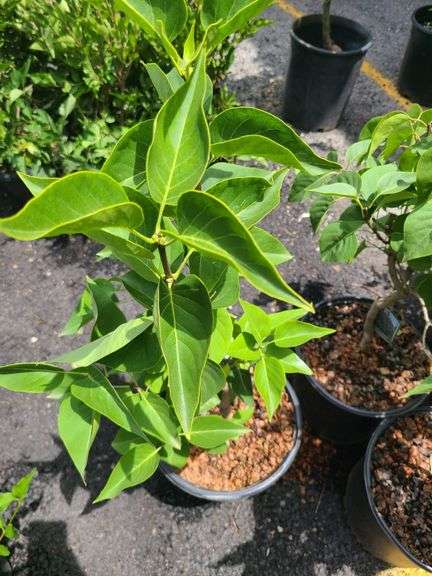 3) Old Fashioned Lilac Plants