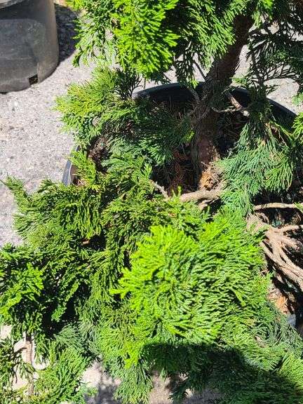 Chamaecyparis Obtusa