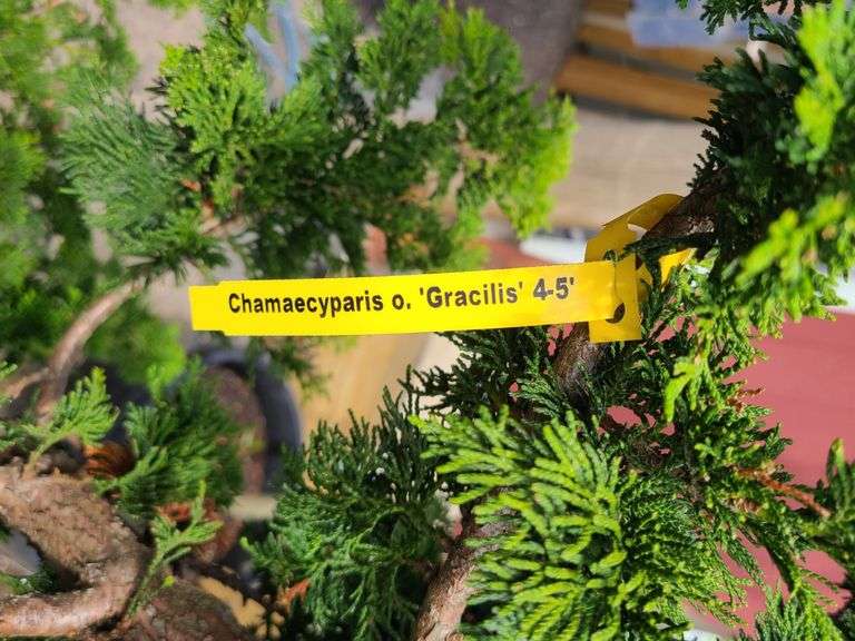 Slender Hinoki False Cypress