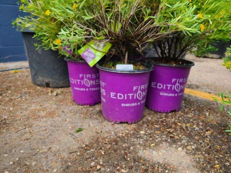 4) Cobalt-N-Gold Hypericum