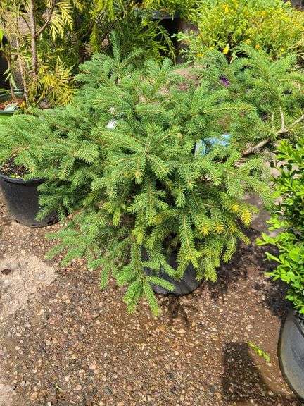 Black Hills Spruce