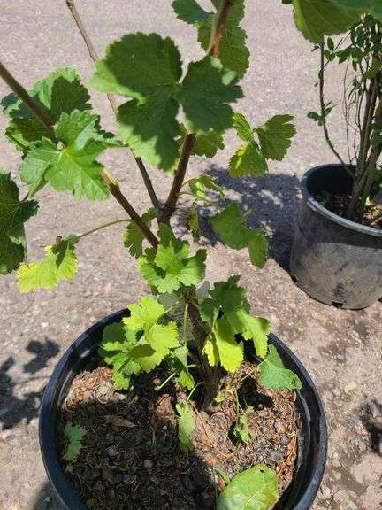 Jostaberry Plant