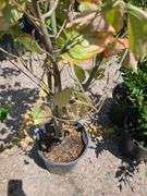 Dogwood Tree