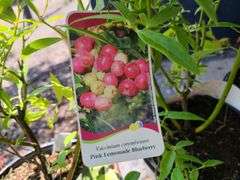 3) Pink Lemonade Blueberry Bushes