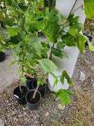 4) Tulip Tree
