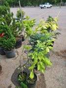 2) Golden American Yellowwood