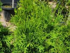 7) Skybound Arborvitae