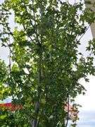 Maple Tree