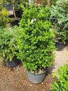 Bush