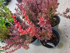 4) Royal Burgundy Barberry