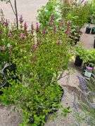 2) Reblooming Lilac