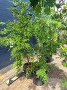 2) Leyland Cypress