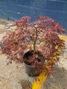 Lace Leaf Japanese Maple