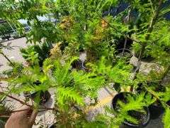 Bald Cypress