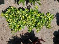 3) Moonshadow Euonymus Shrubs
