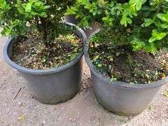 2) Bushes