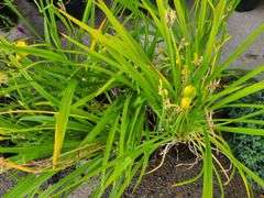 6) Daylily