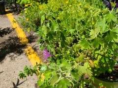 Thornless Gooseberry