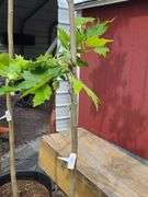 London Plane Tree
