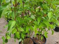 2) Redtwig Dogwood