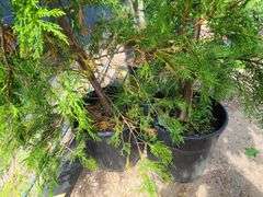 2) Leyland Cypress