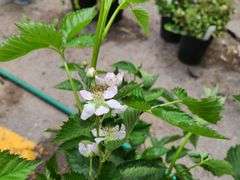 4) Thornless Boysenberry