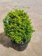 Green Beauty Boxwood