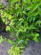 3) Hydrangea Plants
