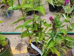 3) Miss Molly Butterfly Bush